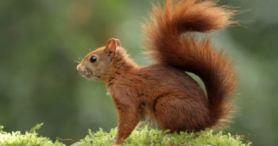 rotes eichhoernchen schottland