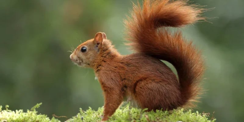 rotes eichhoernchen schottland