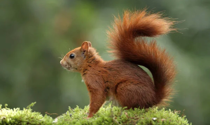 Schottland: Rekordzahl an roten Eichhörnchen