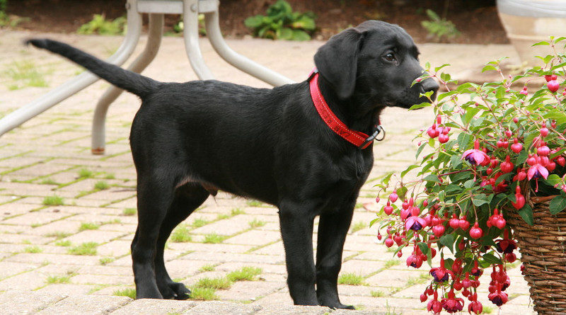 labrador retriever schwarz