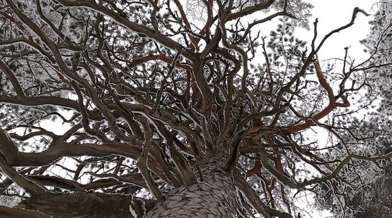 frostklopfen baum