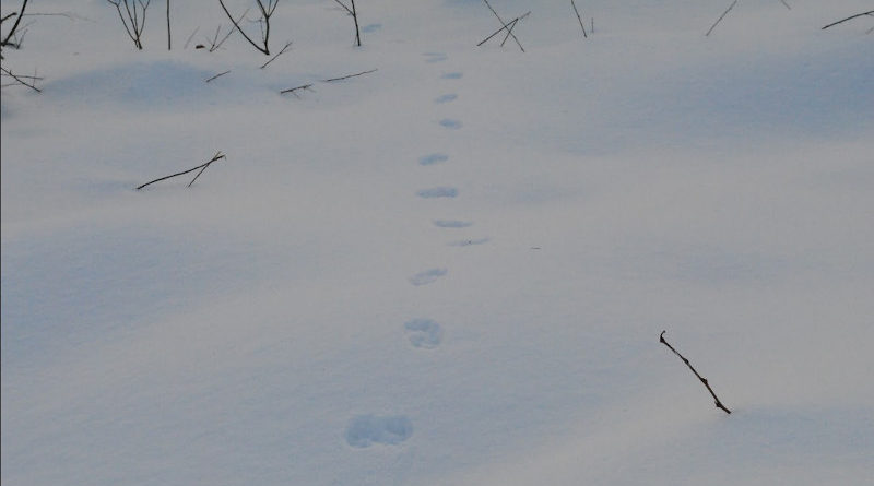 Finnland Tierspuren Schnee