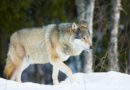 Schweden / Norwegen: Zahl der Wölfe in Skandinavien (leicht) rückläufig