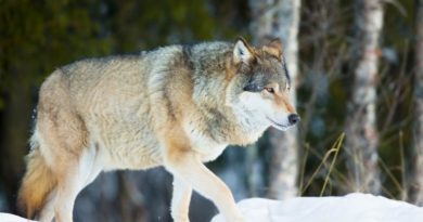 Schweden / Norwegen: Zahl der Wölfe in Skandinavien (leicht) rückläufig