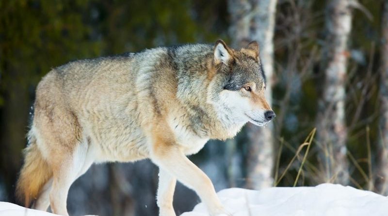 Schweden / Norwegen: Zahl der Wölfe in Skandinavien (leicht) rückläufig