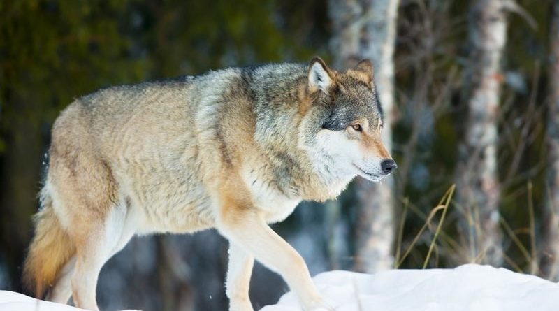 Wolfsjagd Schweden