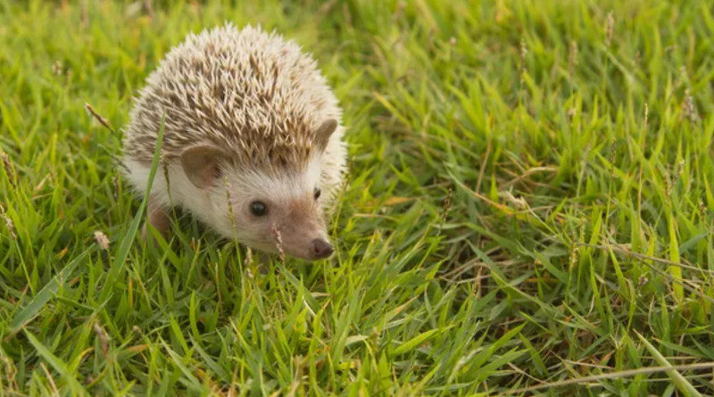 igel dänemark