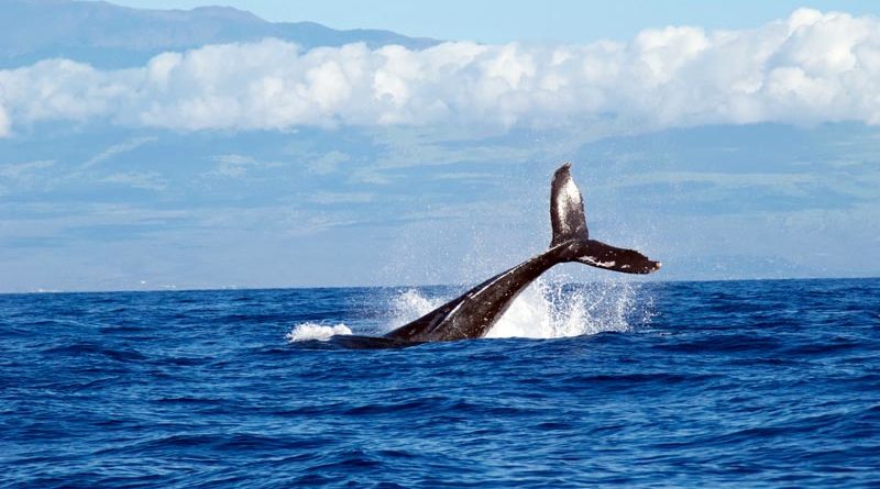Wale Dünger Norwegen