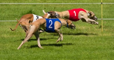 windhunde rennen