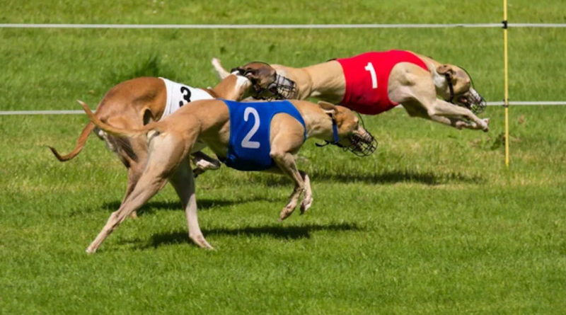 windhunde rennen