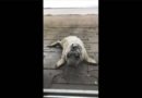 Haapsalu: Robbenbaby verläuft sich in den Garten eines Privathauses (Video)