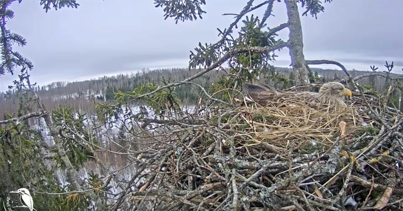 Seeadler Webcam Live-Stream