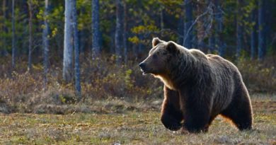 Bär gesichtet in Riga