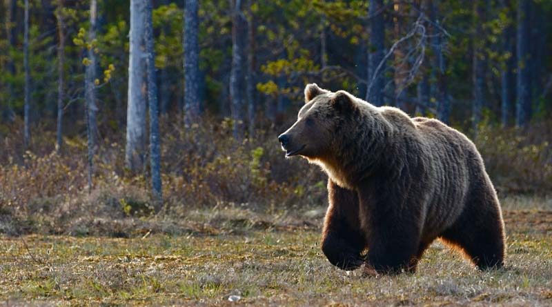 Bär gesichtet in Riga