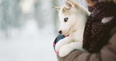 Meldepflicht Hunde Finnland