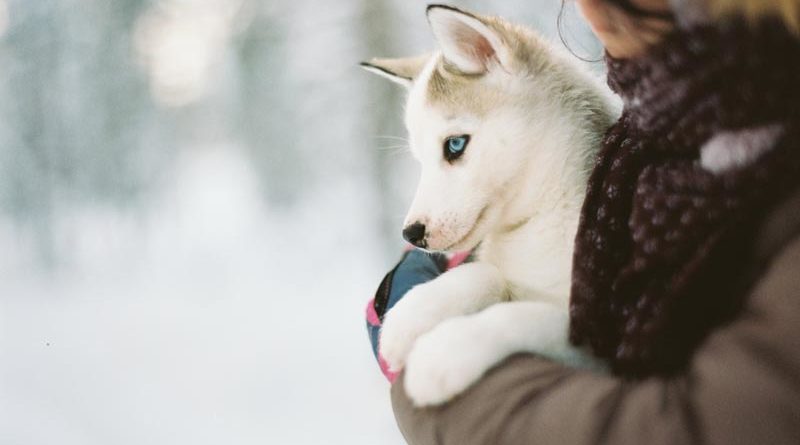 Hunde Norwegen