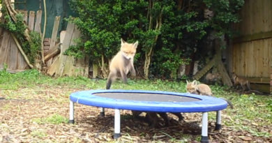 fuchs trampolin