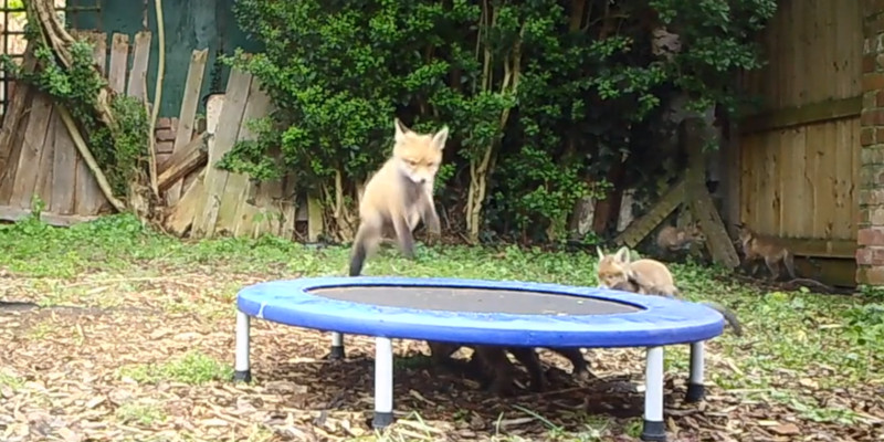 fuchs trampolin