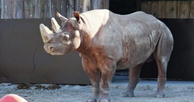 Nashorn Kigoma Tallinn Zoo