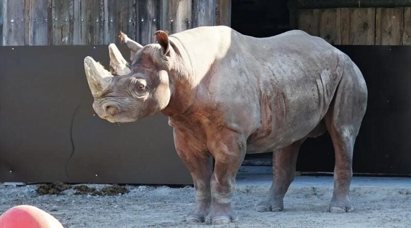 Nashorn Kigoma Tallinn Zoo