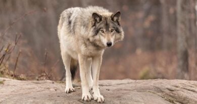 Wolf Hvaler Norwegen