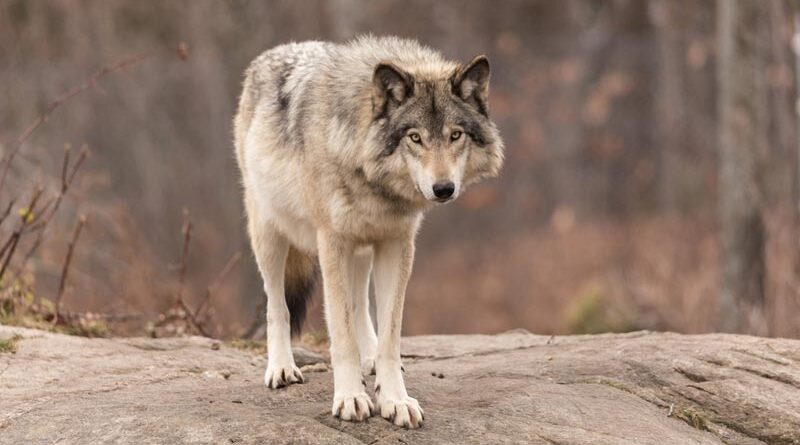 Wolf Hvaler Norwegen