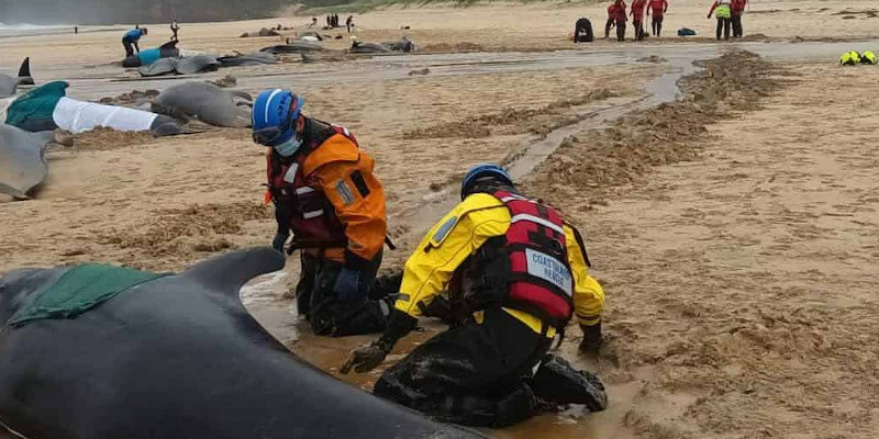 Grindwale Schottland Massenstrandung