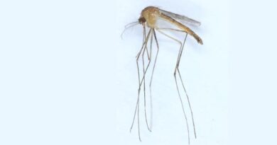 Neue Mückenart in Finnland Culex modestus