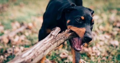 Finnland Hunde Vogelgrippe Geflügelpest