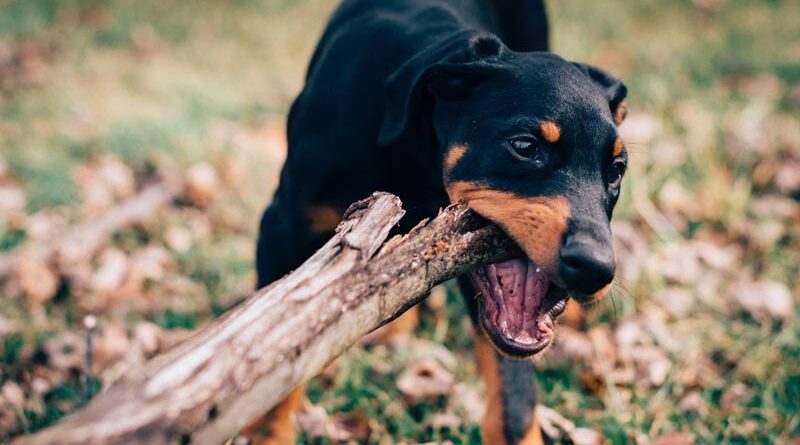 Finnland Hunde Vogelgrippe Geflügelpest