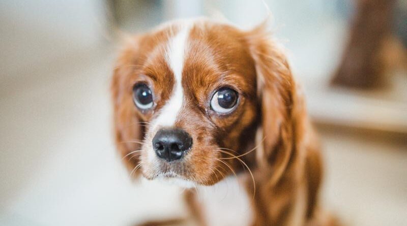 cavalier king charles spaniel