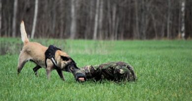 Schüsse Grenze Lettland Weißrussland