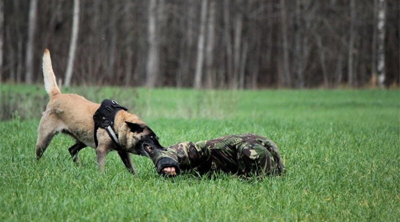 Schüsse Grenze Lettland Weißrussland