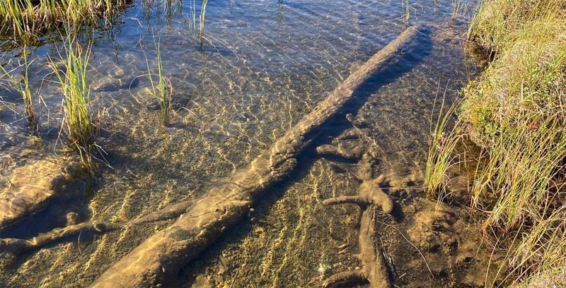 Jahresringe Zeitreihenanalyse Klimawandel