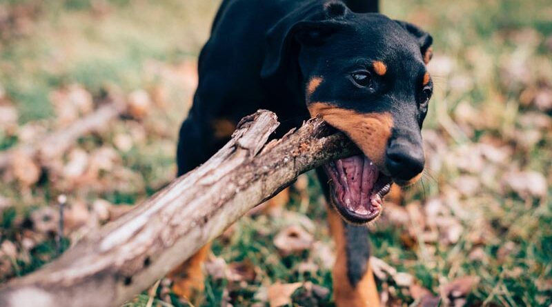 Vogelgrippe Finnland Hunde