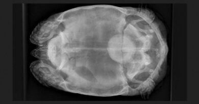 England: Tennisballgroßer Blasenstein erfolgreich aus 82-jähriger Schildkröte entfernt