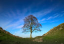 England: Weltberühmter Robin Hood-Baum am Hadrianswall über Nacht von Vandalen gefällt