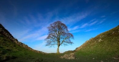 England: Weltberühmter Robin Hood-Baum am Hadrianswall über Nacht von Vandalen gefällt