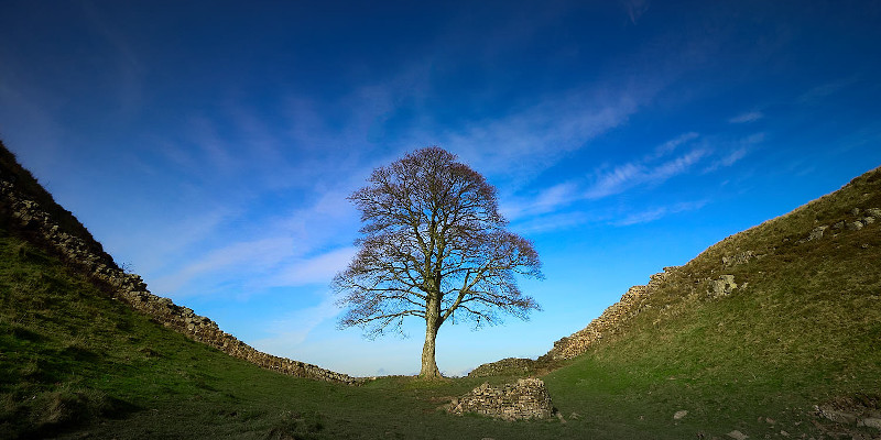 England: Zwei Anklagen nach Vandalismus gegen berühmten „Robin Hood“-Baum