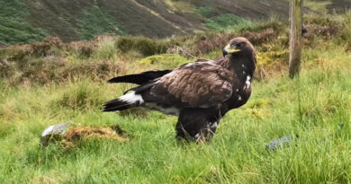 Steinadler Schottland