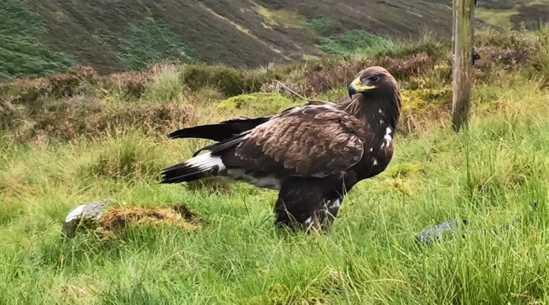 Steinadler Schottland