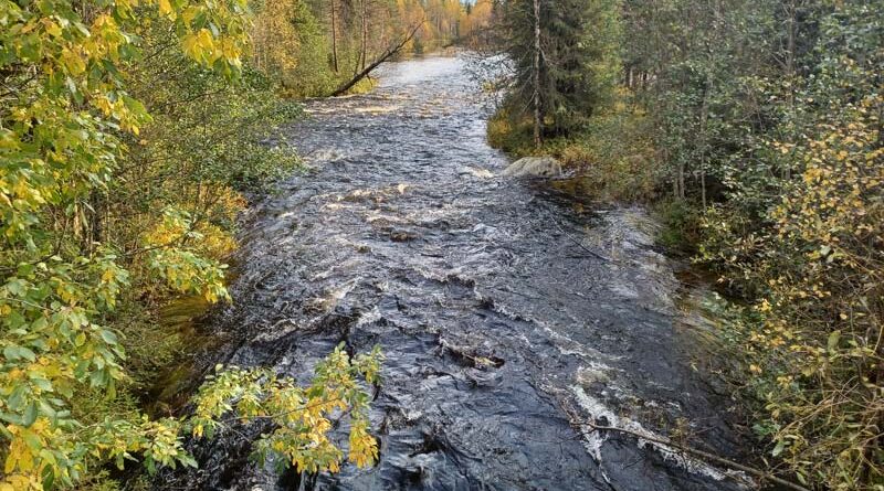 Der regnerische Herbst hat in Lapplands Gewässern zu Hochwasser geführt
