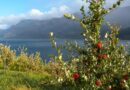 Erntereif: Seit 30 Jahren wird in Norwegen der Apfeltag gefeiert