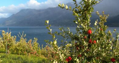 Erntereif: Seit 30 Jahren wird in Norwegen der Apfeltag gefeiert