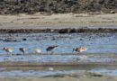 Strandläufer – Neue Vogelart in Estland gesichtet