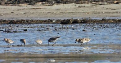 Strandläufer – Neue Vogelart in Estland gesichtet