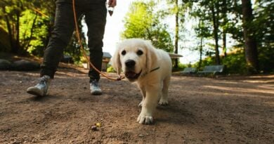 Hunde Reisen Finnland