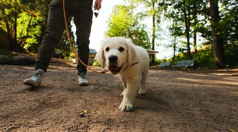 Hunde Reisen Finnland