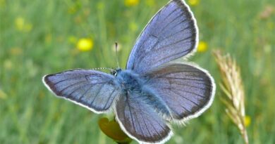 Rotklee-Bläuling Polyommatus semiargus