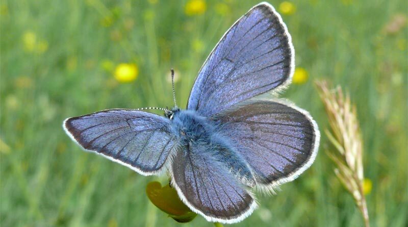 Rotklee-Bläuling Polyommatus semiargus